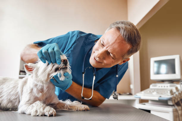 Best Weekend Emergency Dentist in East Hills, NY